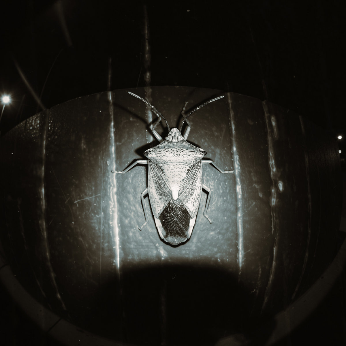 Cover of The Old Ways: a shield bug on a post, lit by flash at night, seen through a fisheye lens